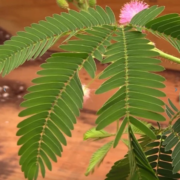 Mimosa Pudica Live Sensitive Unusual Tropical Pink Flowering Plant In 4” Pot