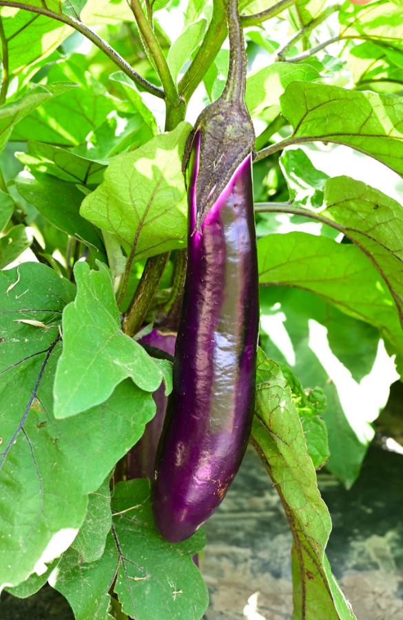 Live Chinese egg Plant – 8″ Tall – 4″ Pot – Edible Vegetable Plant