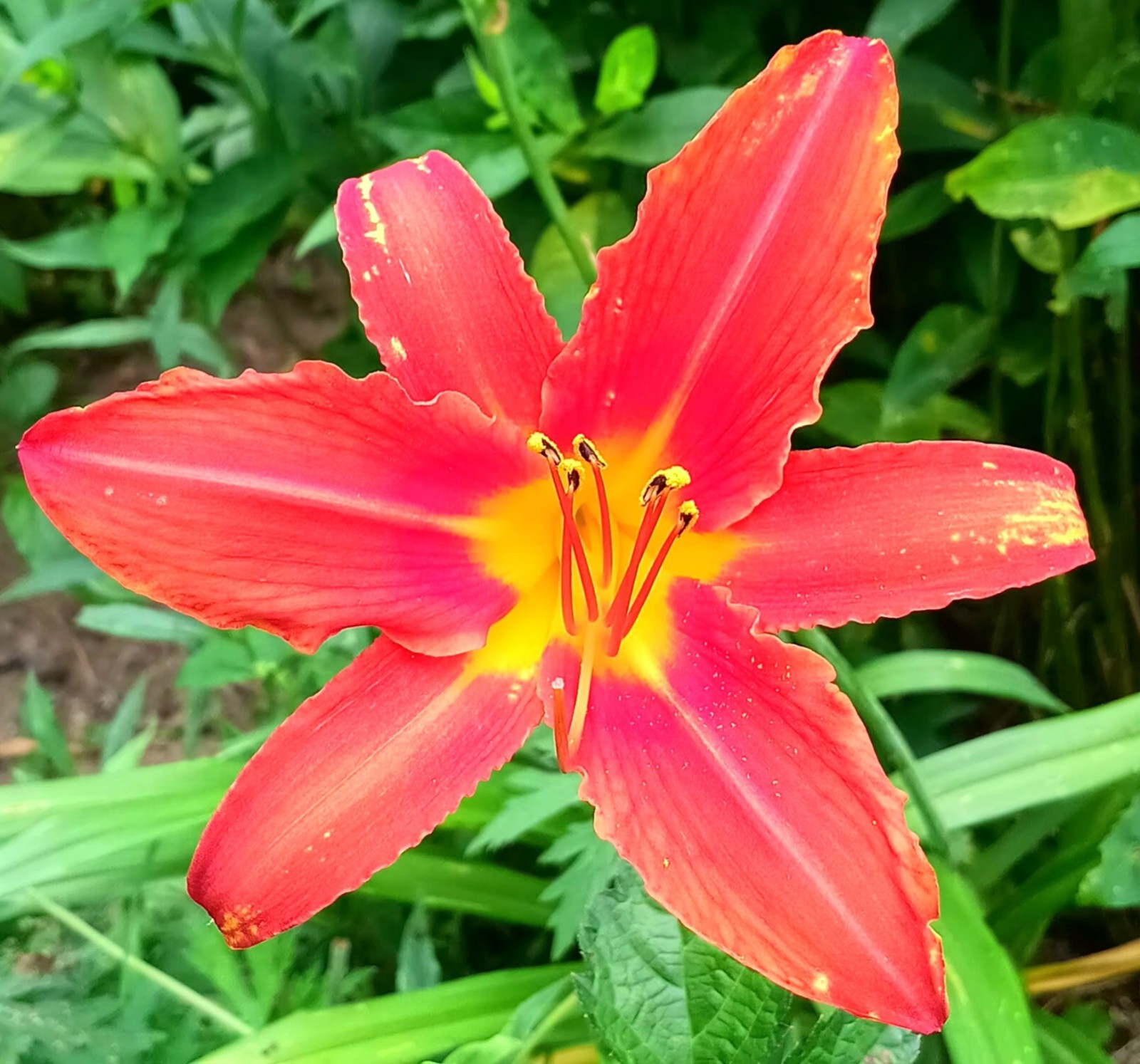 3 Noid Daylily Dark Reddish Orange Yellow throat mid july bloom 36″ high