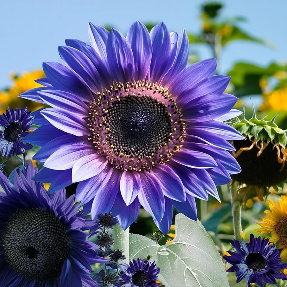 300pcs Giant Sunflower Seeds for Planting – Non-GMO, High Germination Rate, O…