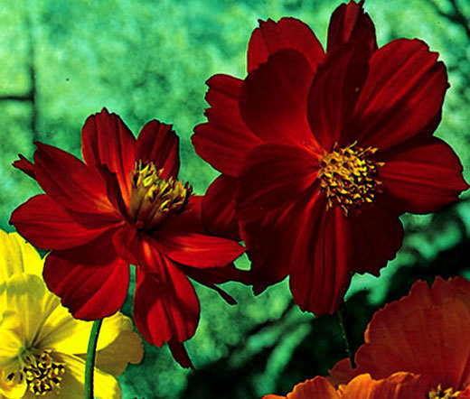 COSMOS SULPHUR LADYBIRD RED DWARF Cosmos Sulphureus – 500 Bulk Seeds