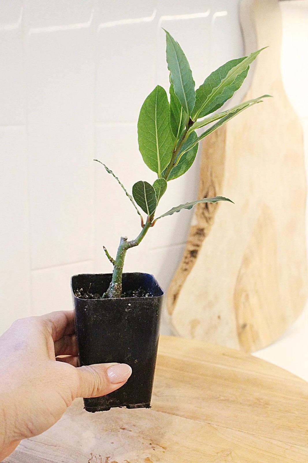 Sweet Bay Laurel Plant, 2.5 Inch Pot, Culinary Herb Starter, Edible Herb Tree