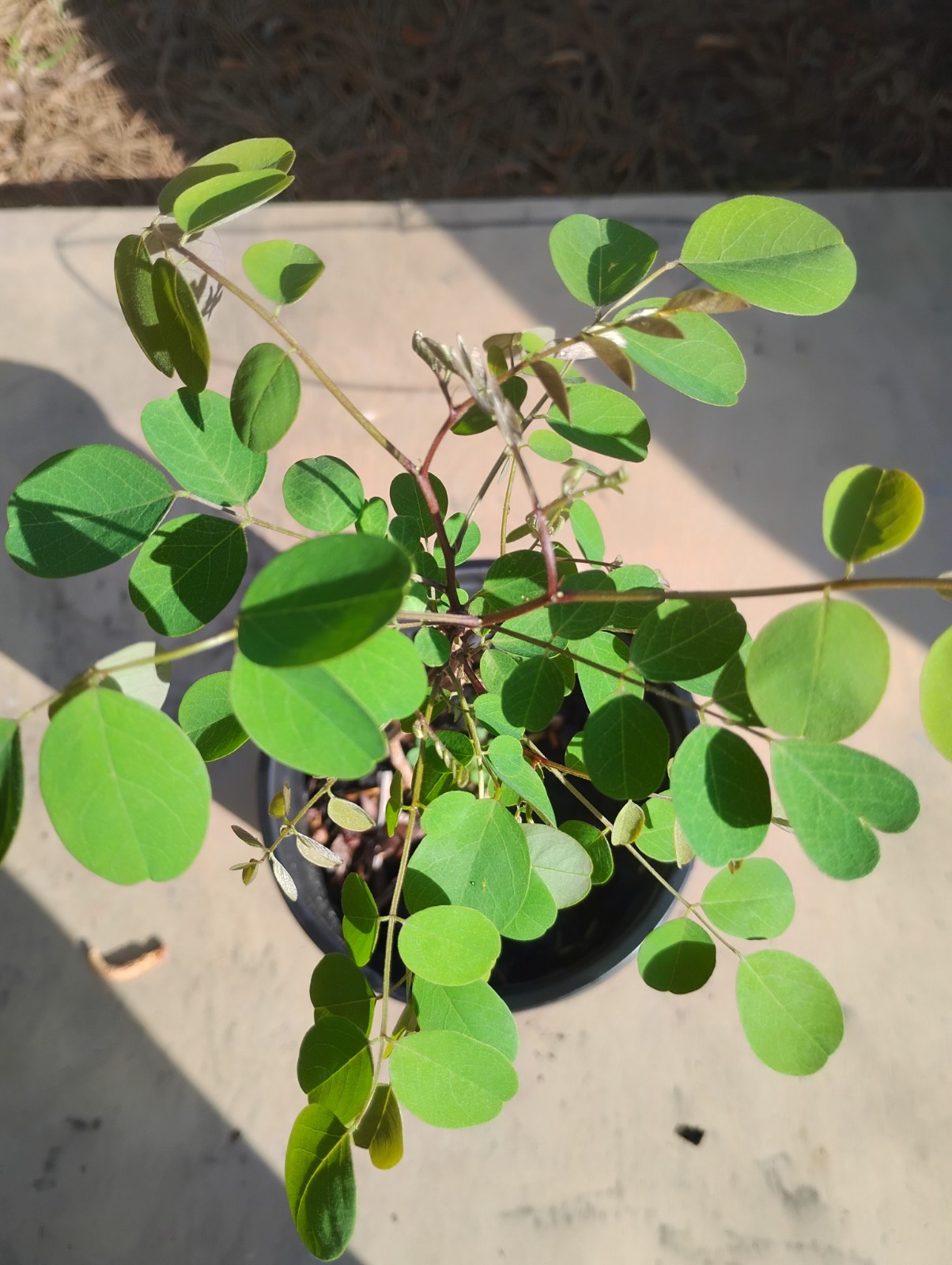 Black Locust Tree, 1 Gallon Pot.