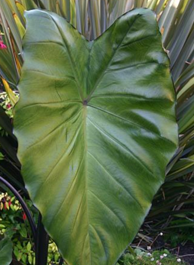 Illustris Colocasia – 1 Live Plant – 3in Pot – Ships Without Pot