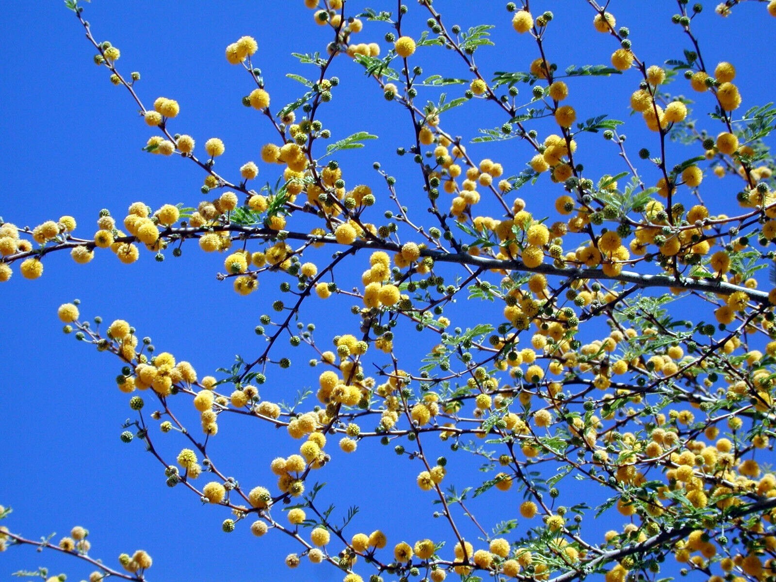 10 SWEET ACACIA Mimosa Tree Seeds (Acacia farnesiana) Wattle Flower Fast Growing