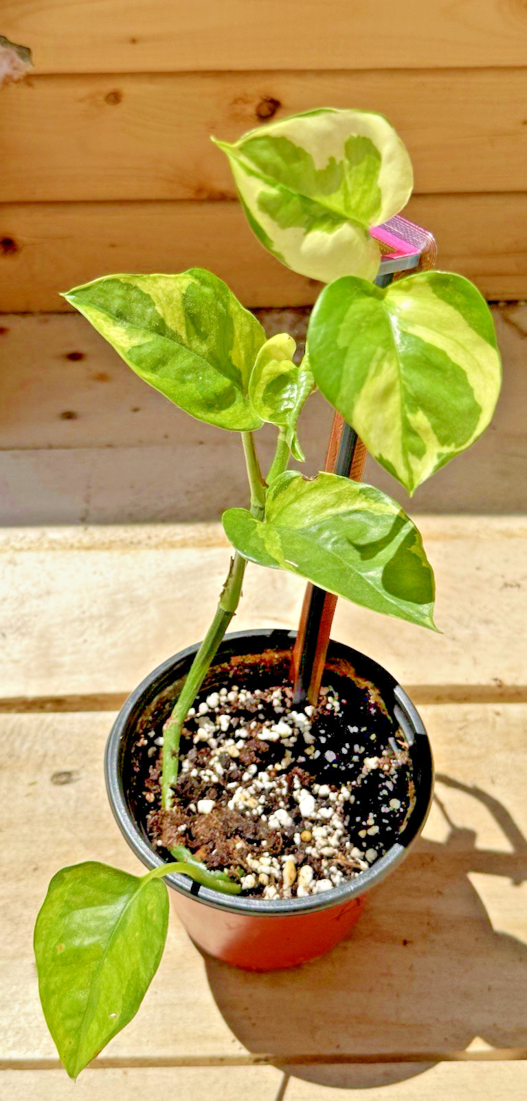 Lizard Queen Pothos – Rooted in 4 inch Pot – Gorgeously Variegated Houseplant!