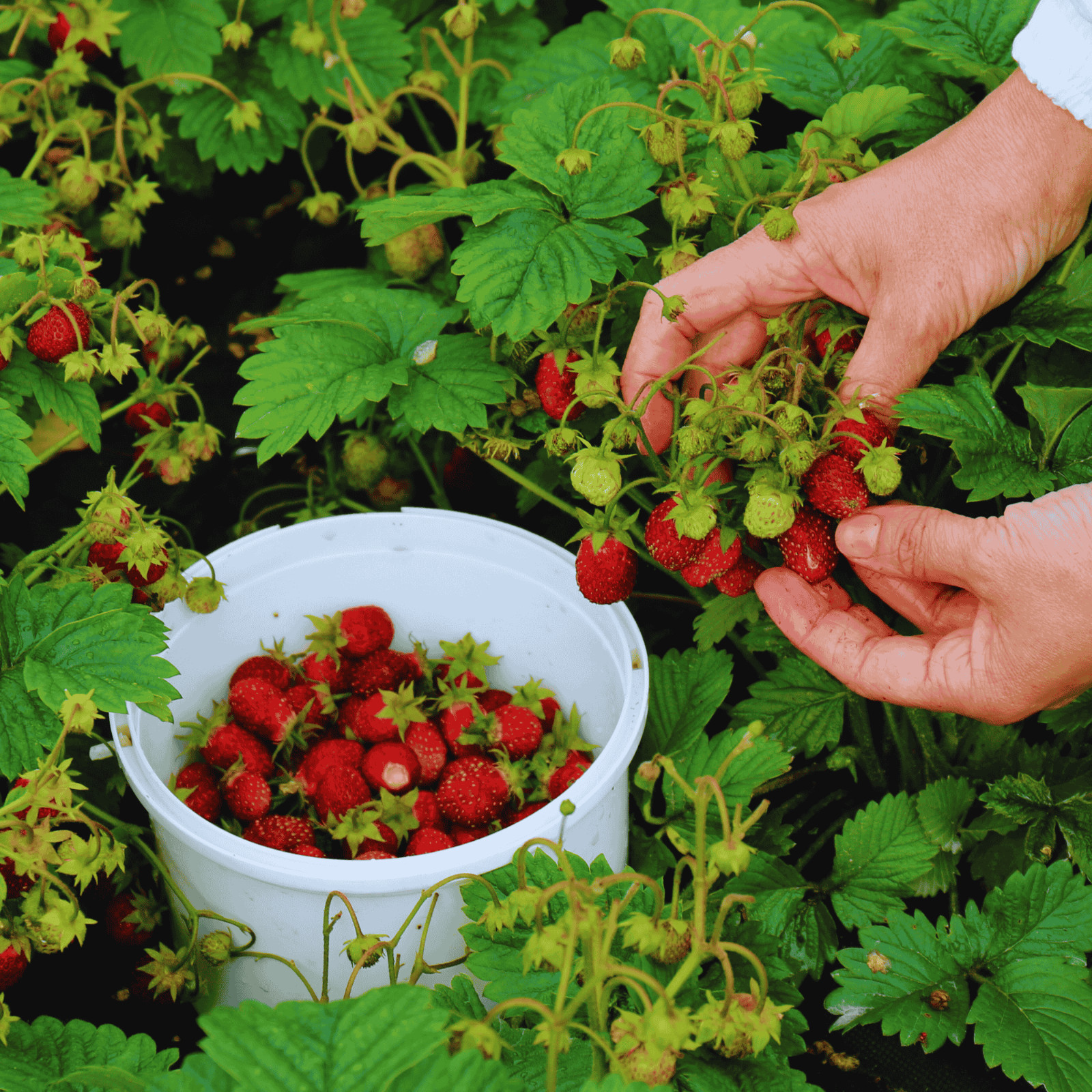 15 Albion Strawberry Roots – Bare Root Plants | Day-Neutral Everbearing Variety