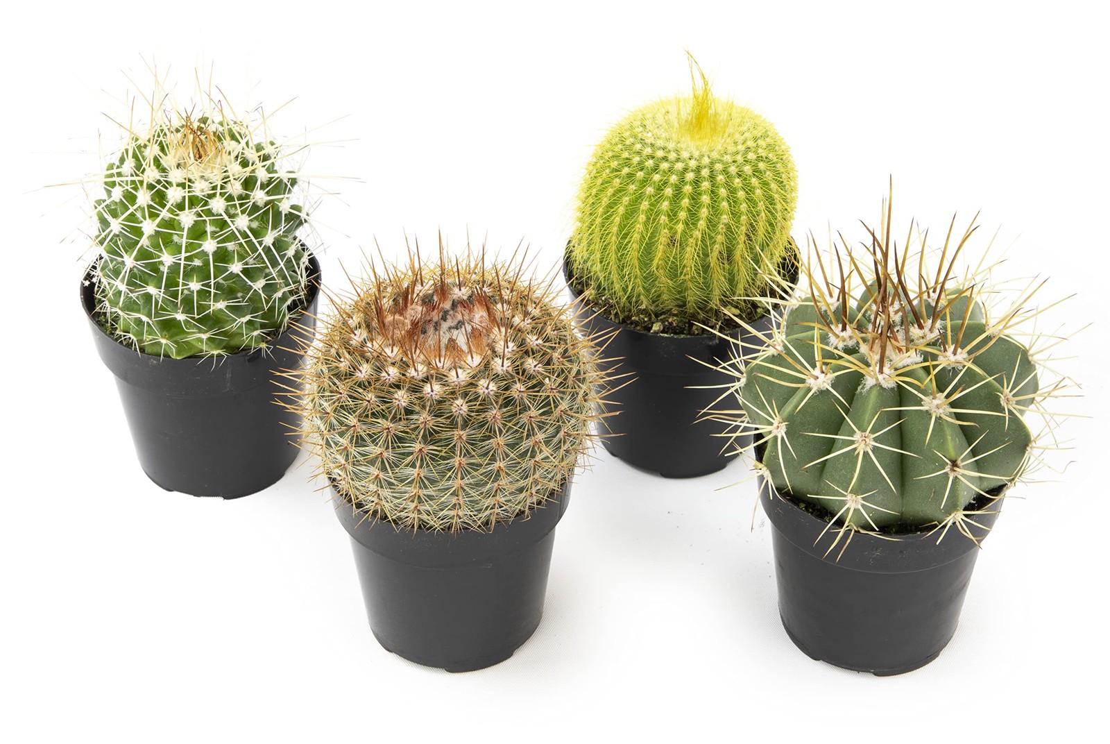Assorted Live Cactus Plants 4PK for Home Decor and Succulent Gardening