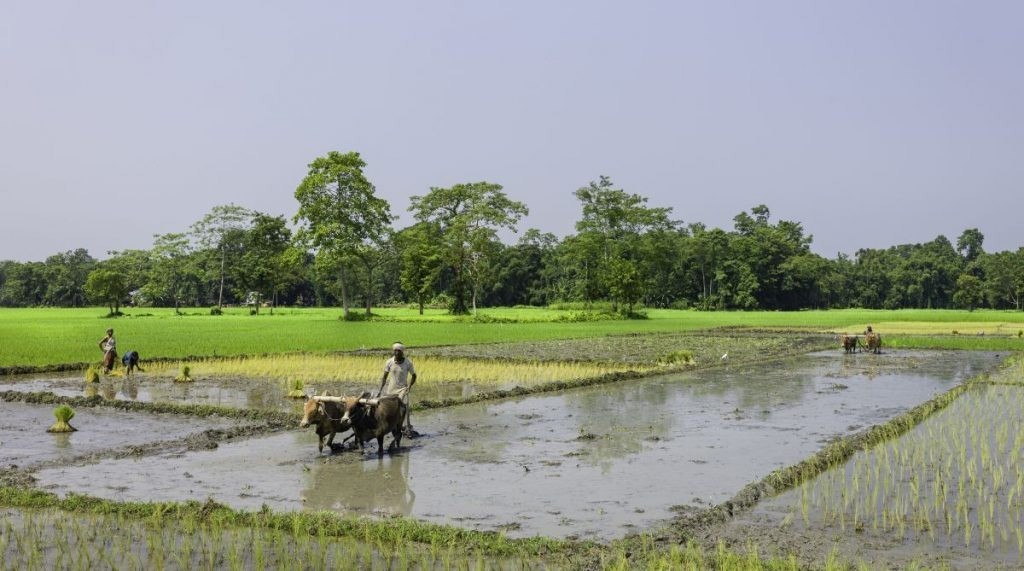 Oryza sativa Boka | Magic Rice of Assam | 20_Seeds