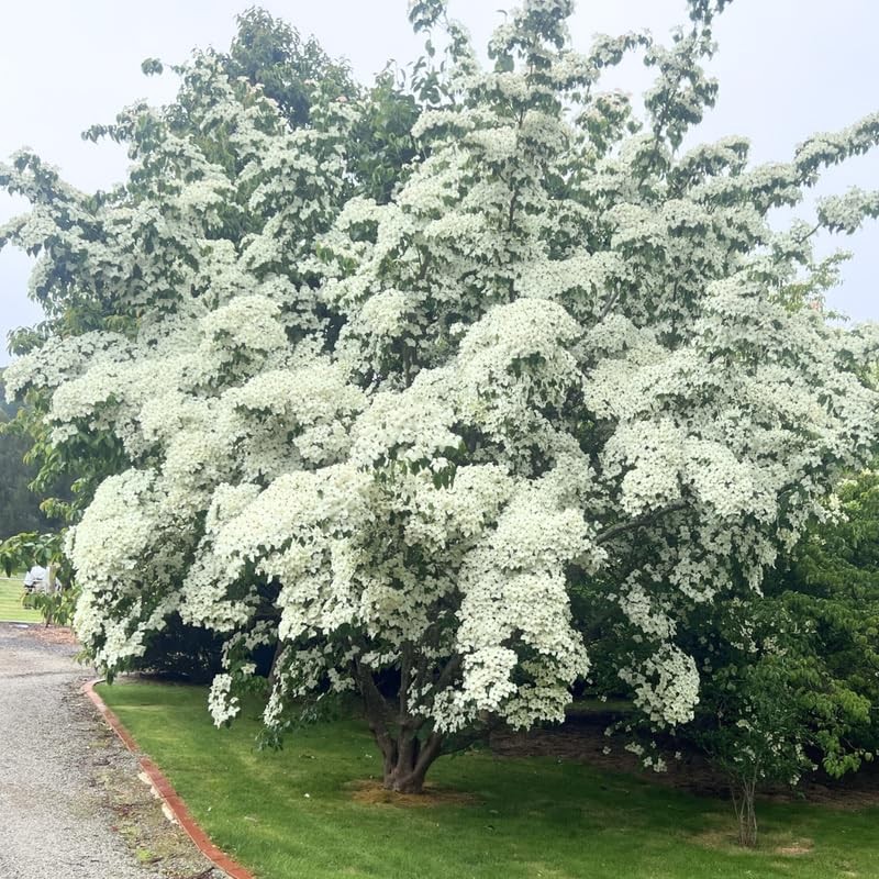 Kousa Dogwood Tree Live Plant 12-18 Inch Tall in Quart Pot, White Flowering