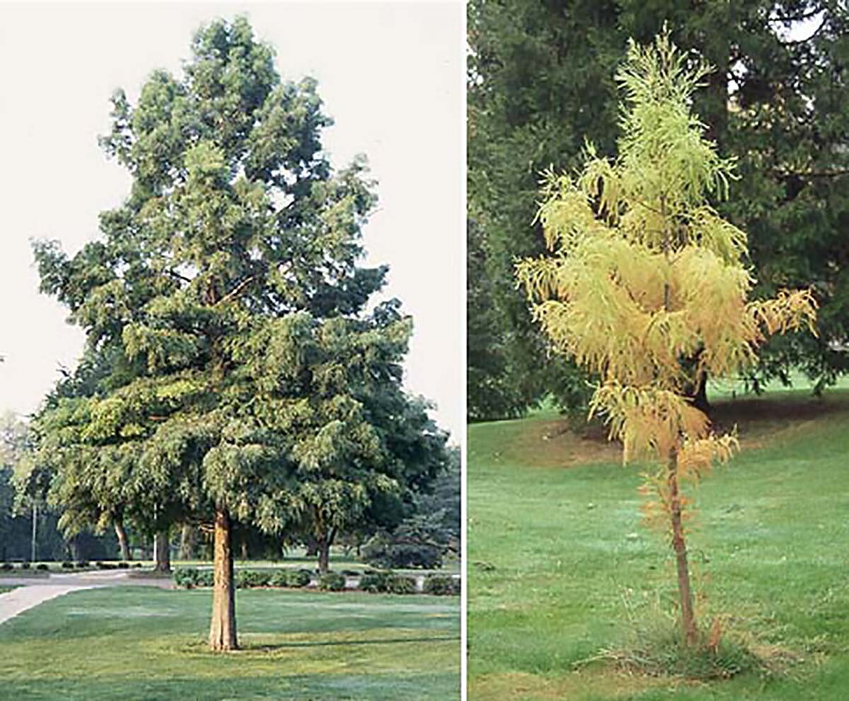 Bald Cypress, Taxodium distichum, Tree Seeds (Fast, Fall Colors, Hardy)