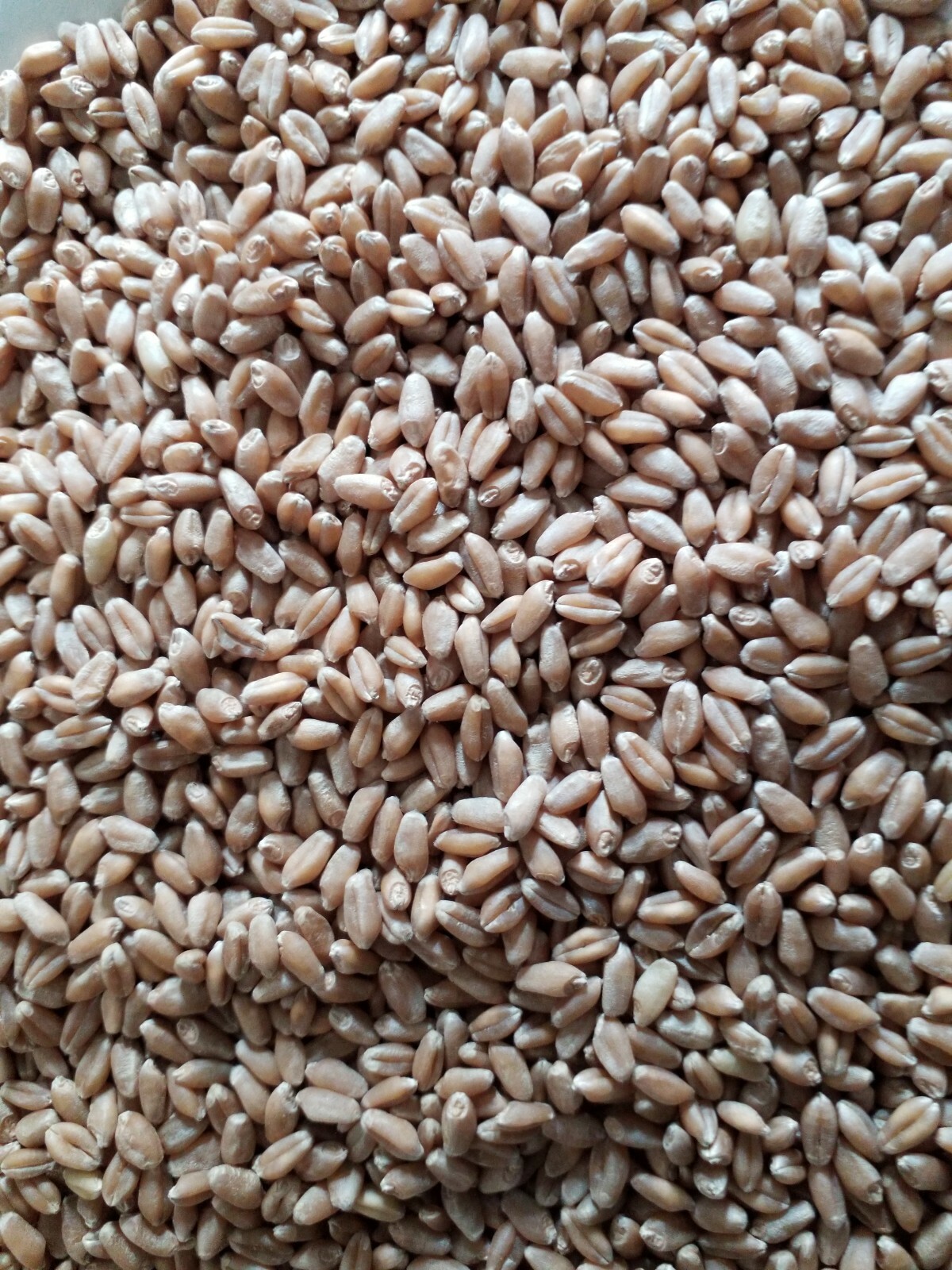 1 Lb (16 ounces) Semillas de Trigo Orgánicas/Organic Wheatgrass Seeds