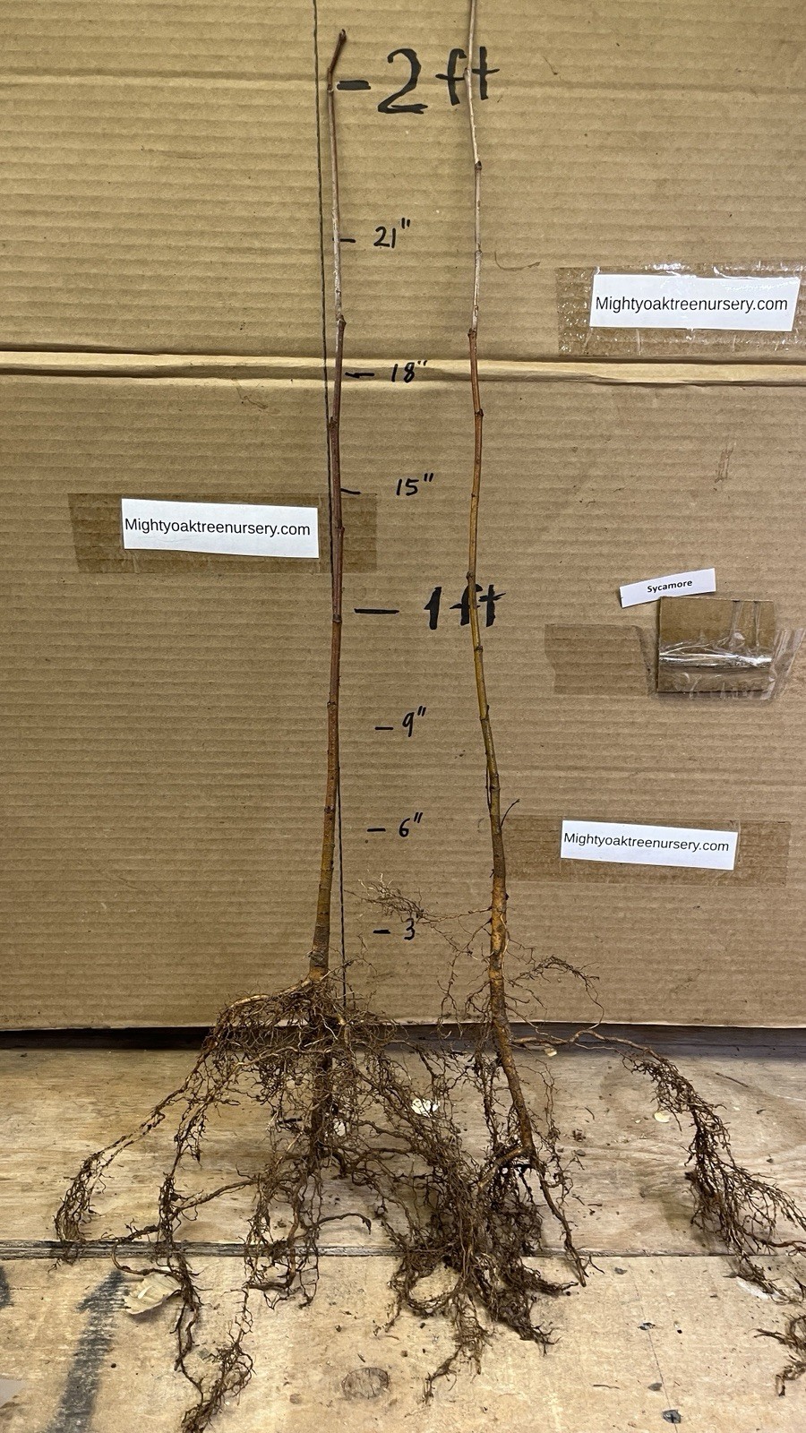 15-20” tall American Sycamore Tree – Platanus occidentalis 1 year old tree