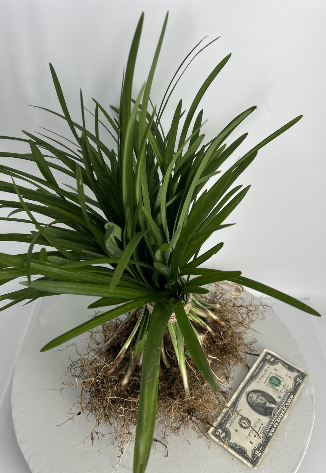 Liriope 20 Pieces Bare Root Purple Flowering Grass Plants Full Sun Or Shade!