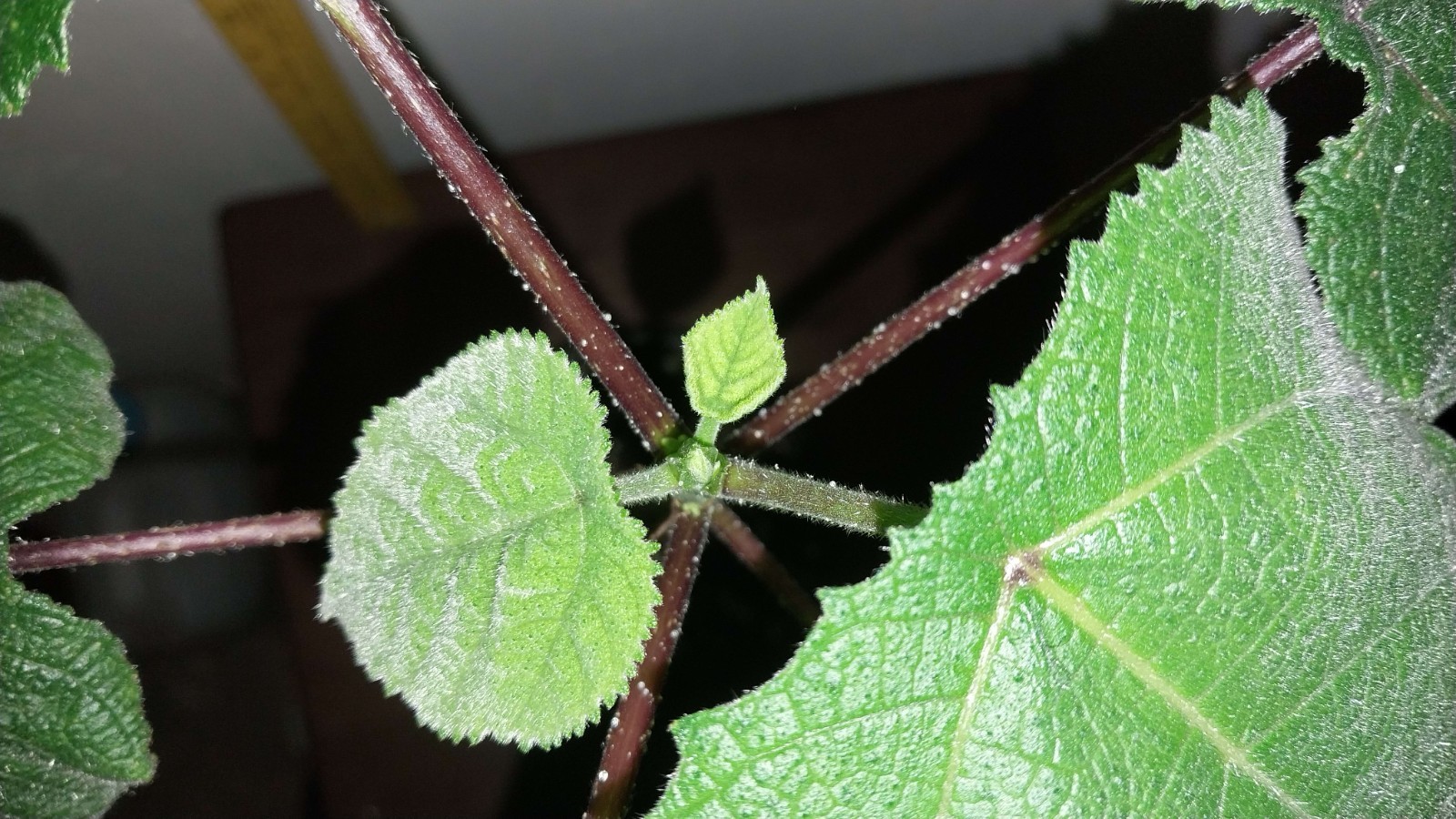 Gympie Gympie Live Plant! Most Painful Plant In The World! Mature Plant!