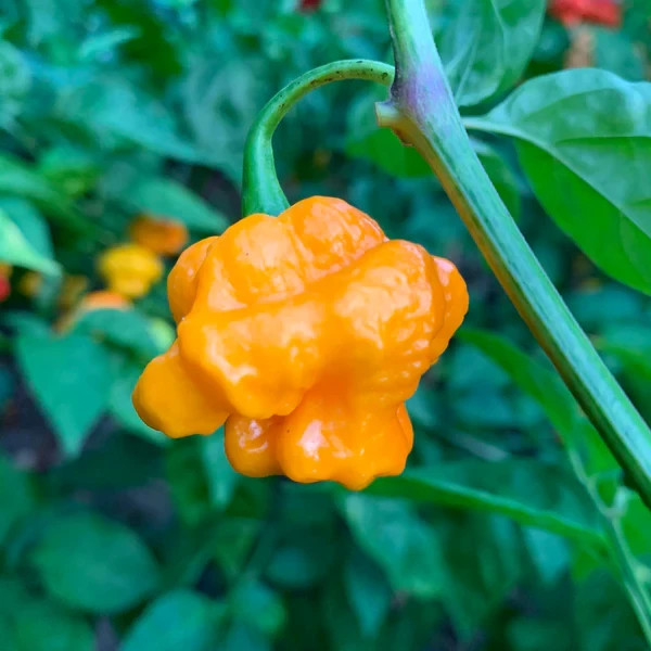 MA Warthog Yellow Pepper Seeds. Blistering Hot!!!! 10 Seeds, Free Shipping!