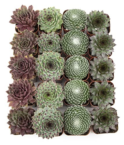 Plants For Pets Succulent 20 Sempervivum In Planter Pots Live Indoor Or Room