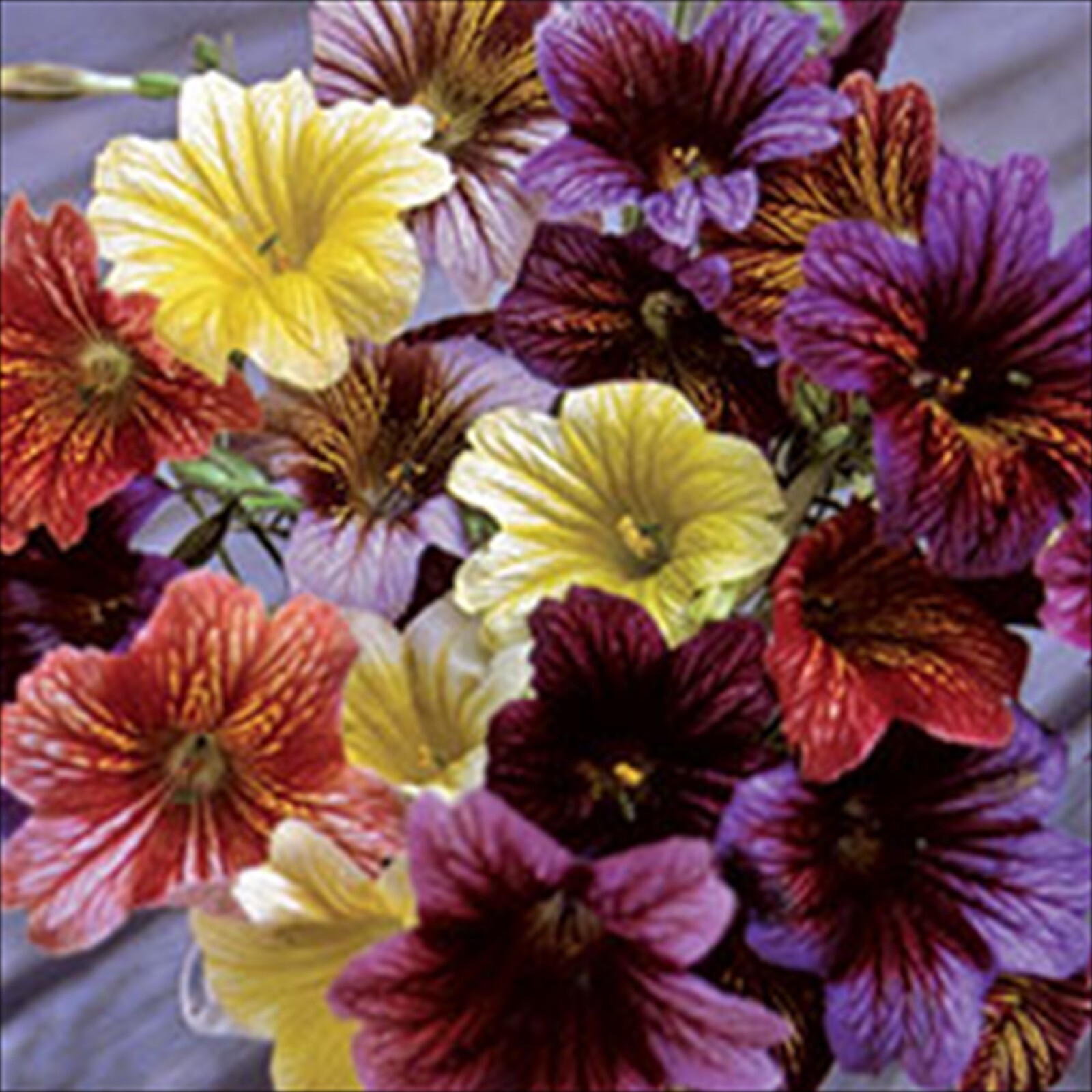 Salpiglossis Painted Tongue – Velvet Dolly – 50 Seeds