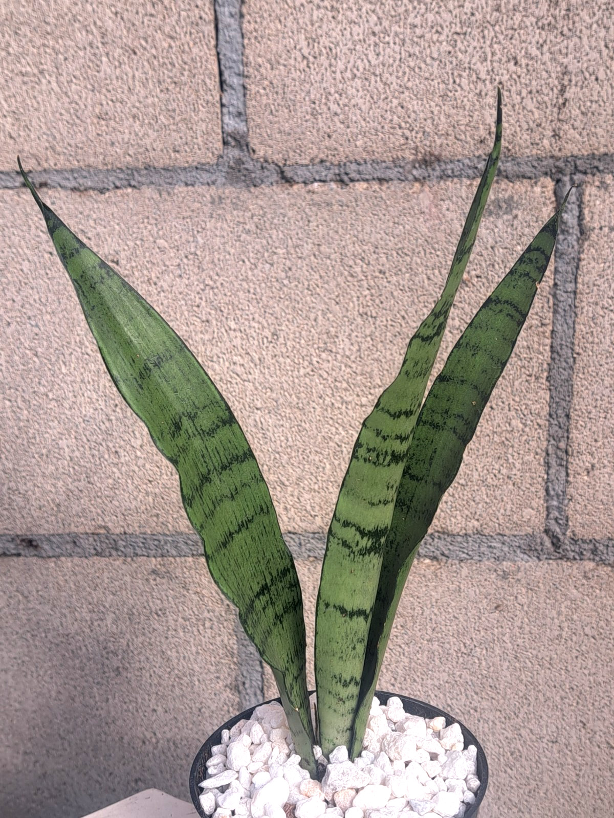 Sansevieria Zeylanica ‘Peppermint’ Plant Houseplant Succulent