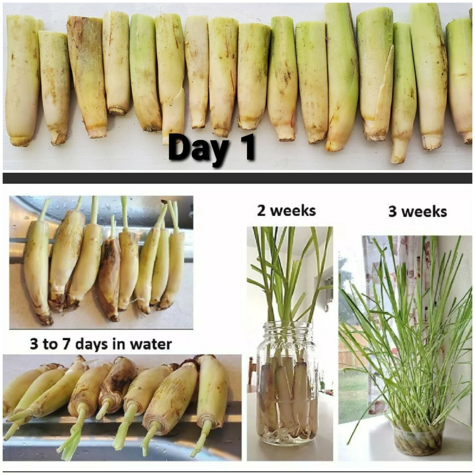 10 Live Lemongrass Stalks Cymbopogon Plant Herbal, Mosquito Repellent, Citronell