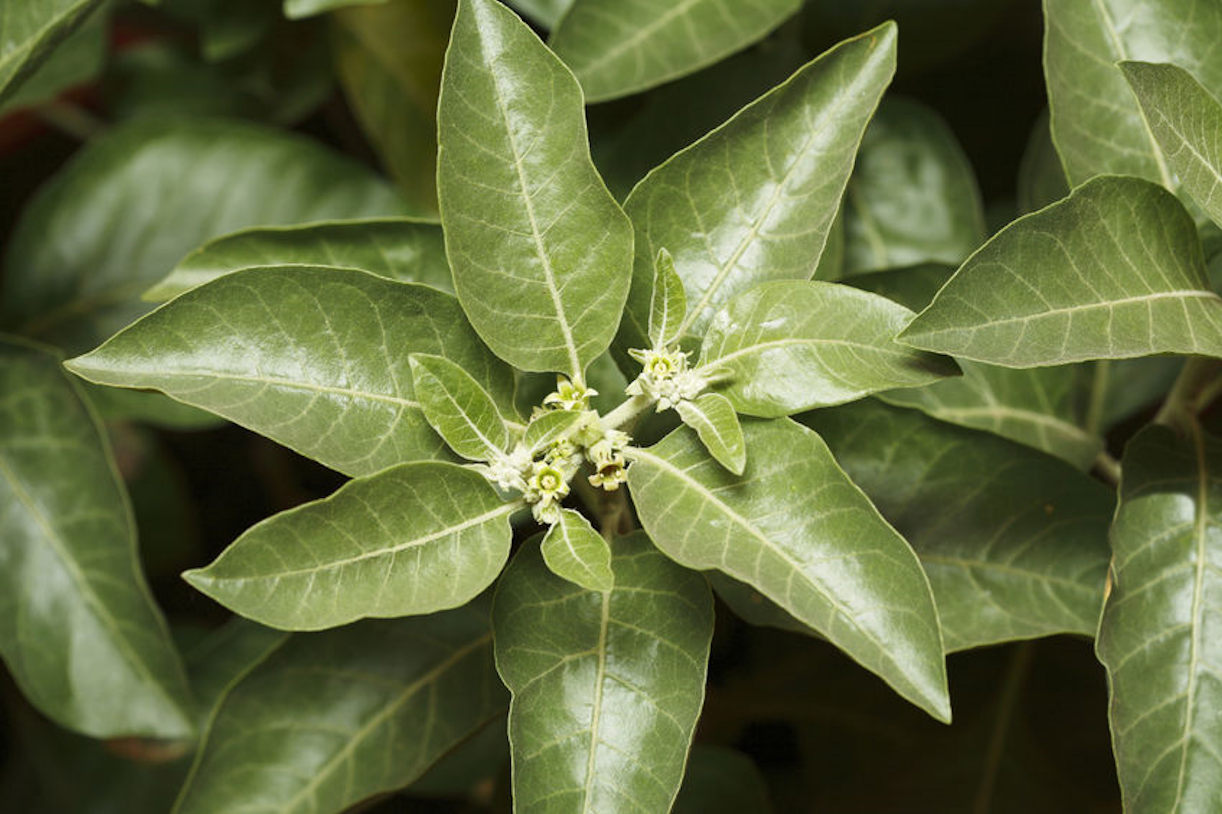 Tropical Seeds- Indian Ginseng -25 Seeds- Ashwaganda-Withania Somnifera
