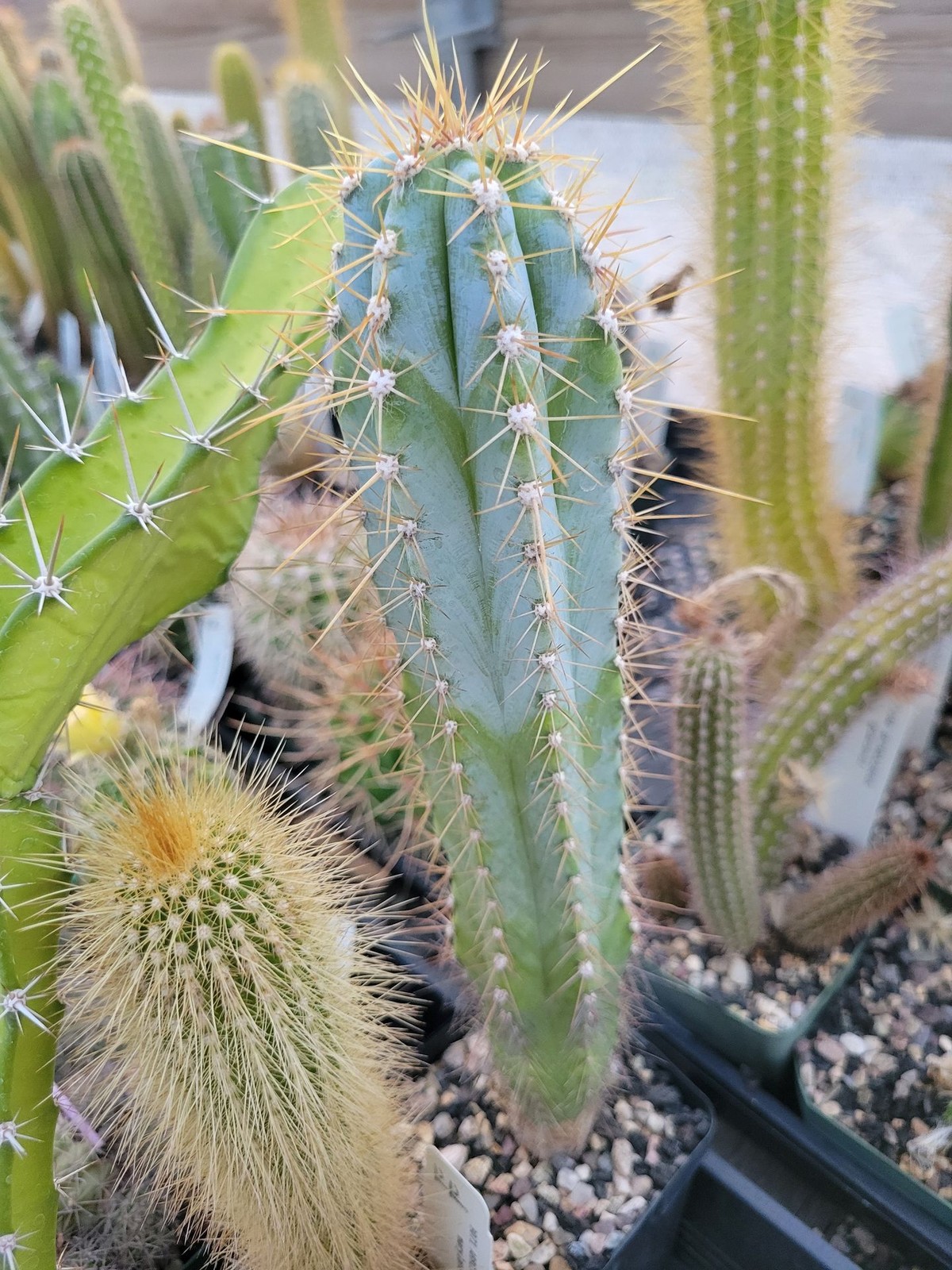 Pilosocereus cf. pachycladus (see description) (cactus – succulent – plant)