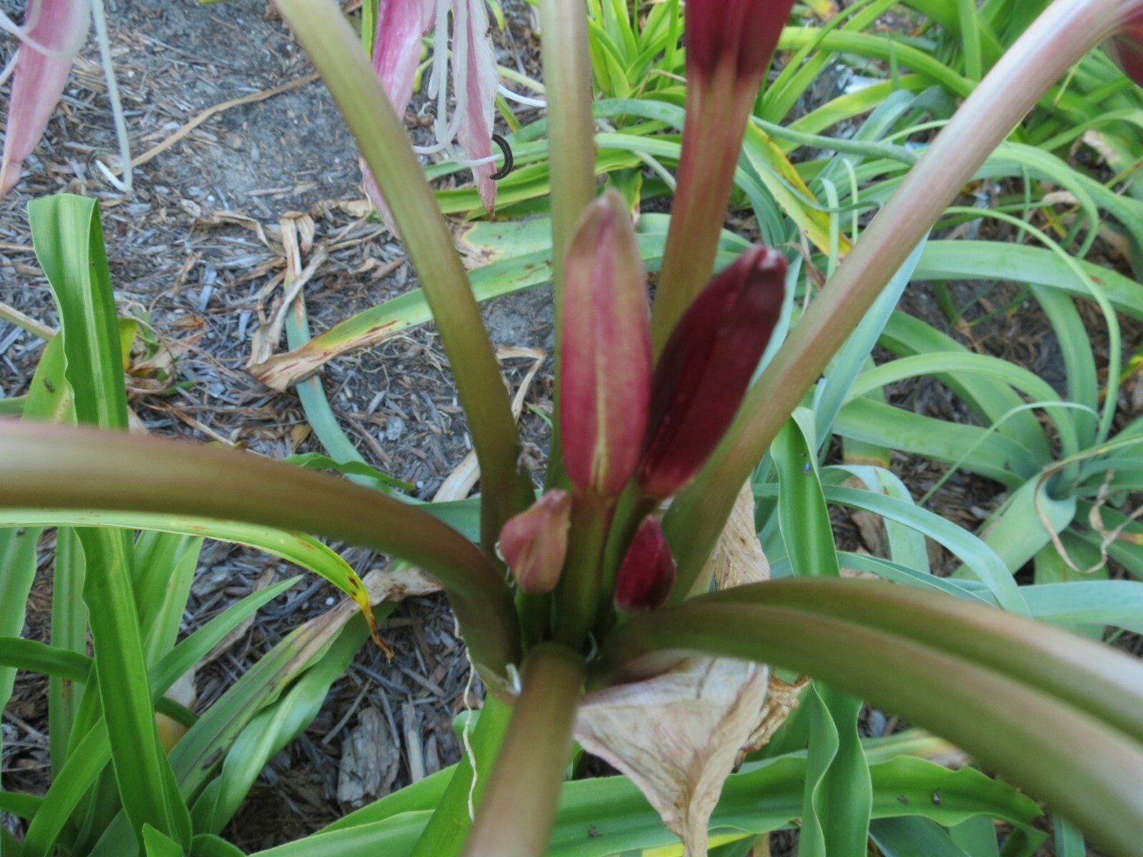 Crinum Lily, Lorraine Clark, variegated, jumbo, blooming-size bulb, NEW