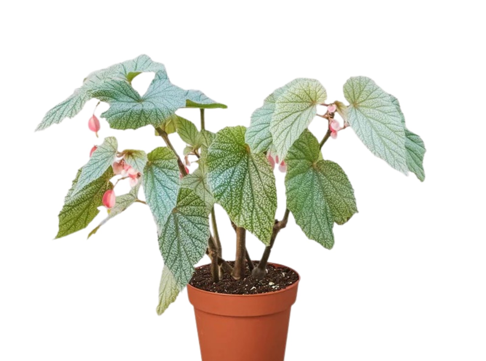 Angel Wing Begonia Frosty Indoor Live Plant Polka Dot Foliage Easy Care