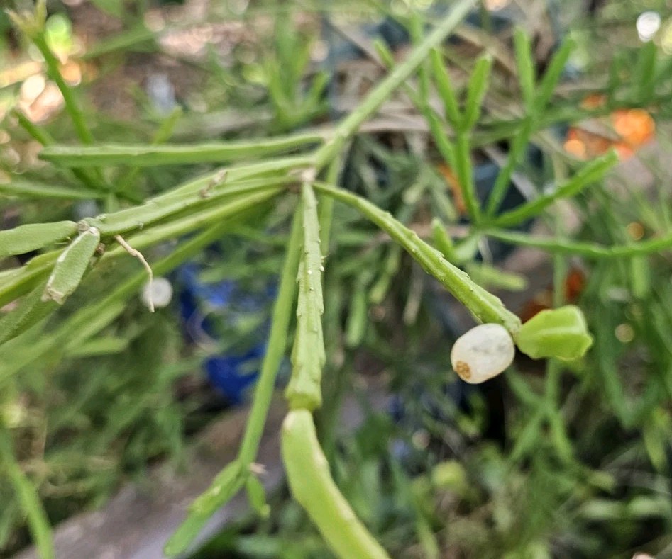 Rhipsalis sulcata-five cuttings/4 inches each-Yellow/White Flowers/Branching