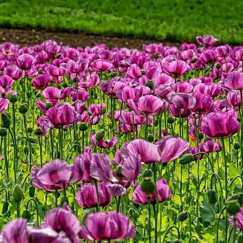 Heirloom Hungarian Blue Breadseed Poppy Seeds | Stratified Papavaer somniferum
