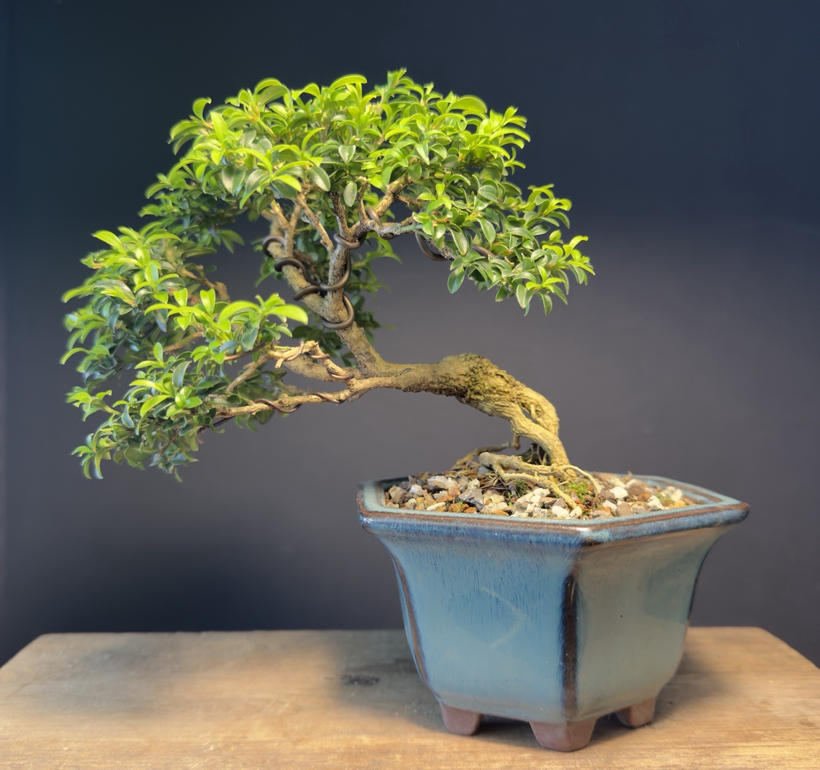 Bonsai Tree Kingsville Boxwood 10+ Years Old 5 1/2” Tall Quality Chinese Pot