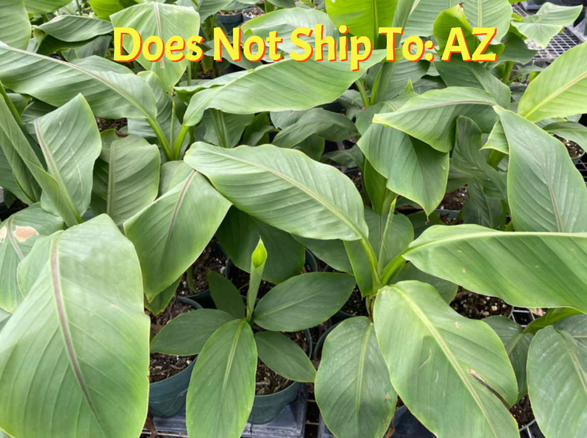 Musa Blue Java Banana Tree Ice Cream Live Plant 1 Gal Pot 1-2 FT Overall Height