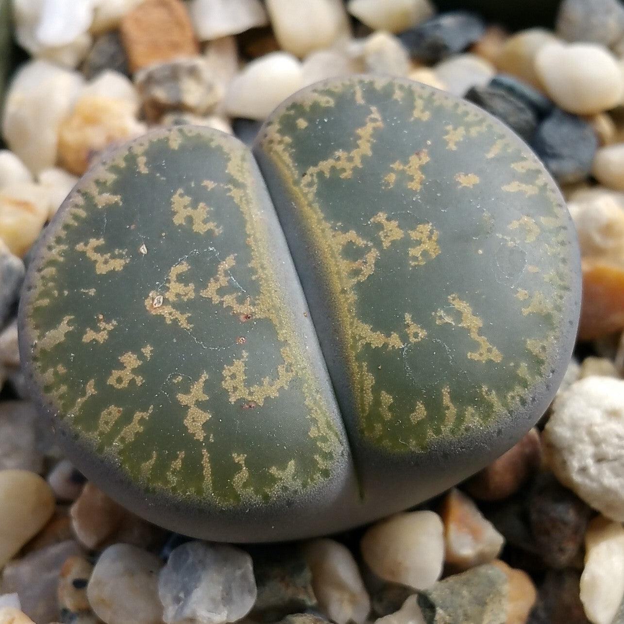 Lithops living stones cactus Cacti Succulent real live plant