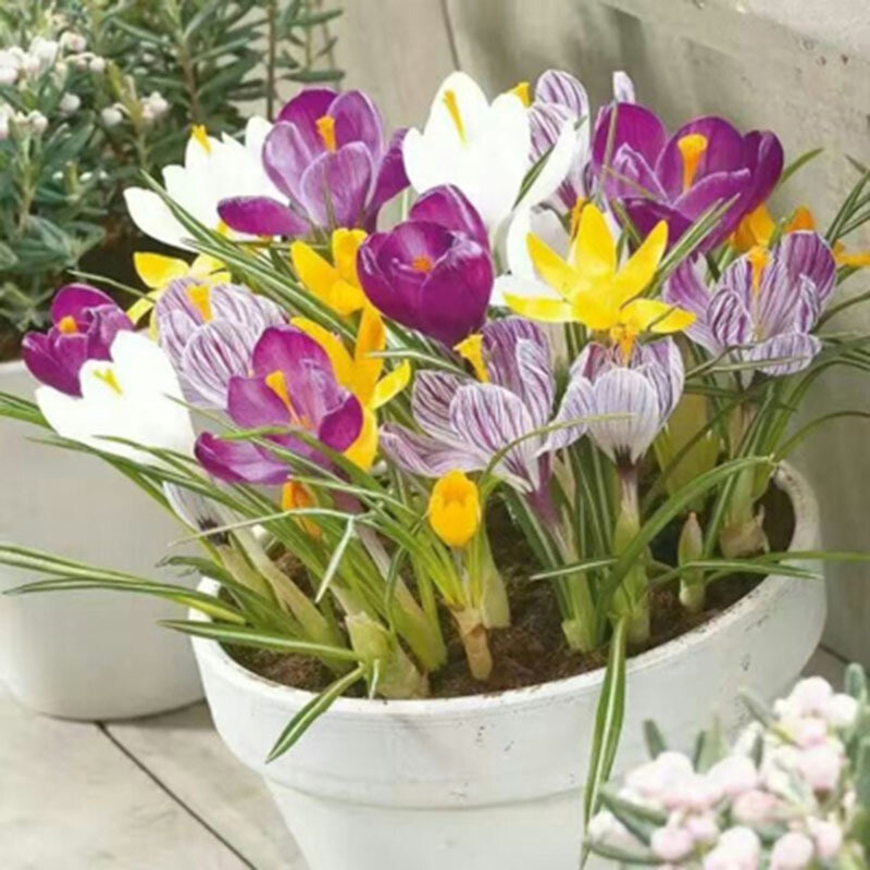20 EXOTIC RARE CROCUS SEEDS for garden flower beds plant bush USA SELLER USPS