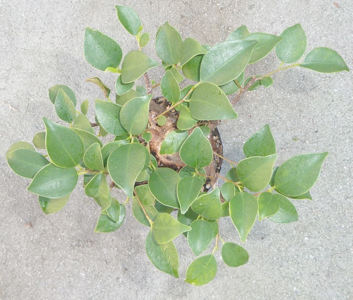 Tiger Bark Ginseng Ficus Microcarpa Pre Bonsai Dwarf Shohin Fat Trunk