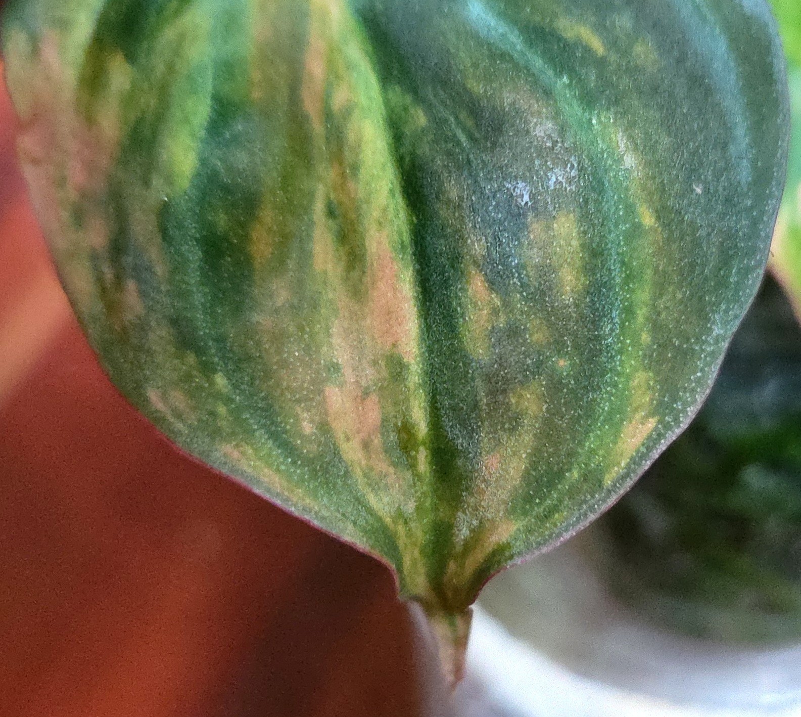 Rare Philodendron Variegated Pink Micans Ferrari Aroid Not Anthurium Monstera
