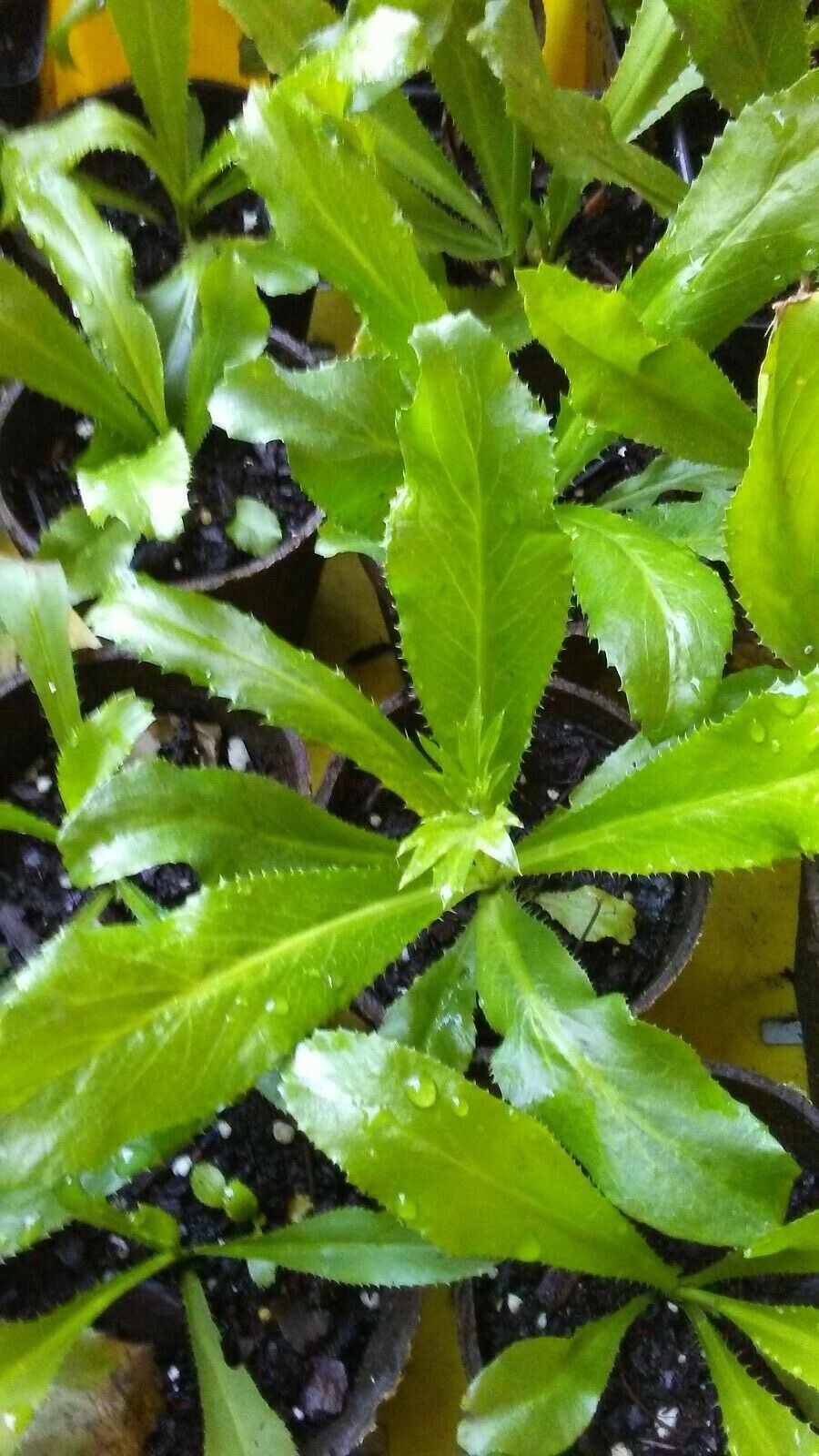 500+++ Culantro Seeds, Mexican Coriander Asian Ngò Gai Recao Shadow Beni, 2025