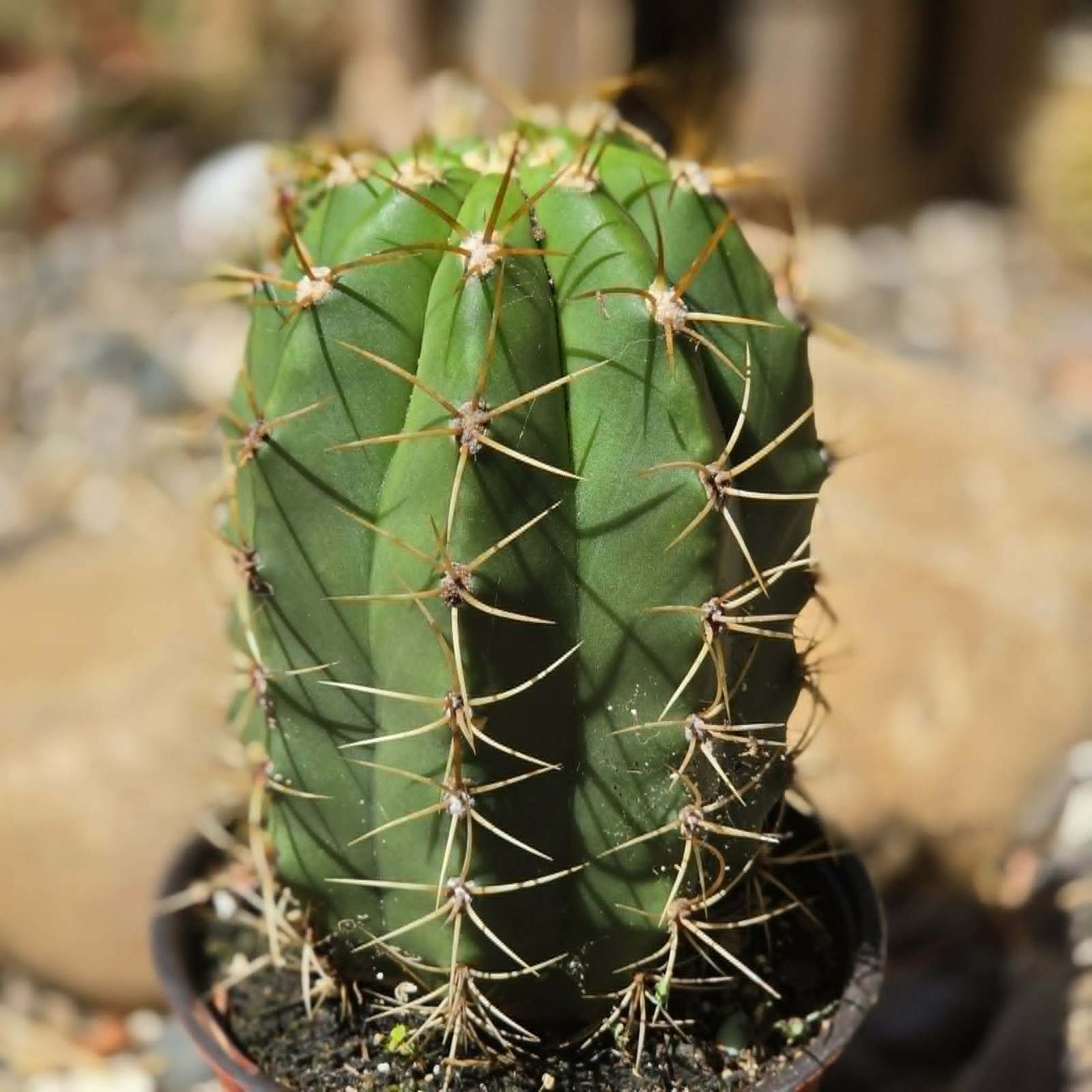 Leucostele terscheckii ‘Argentine Saguaro’