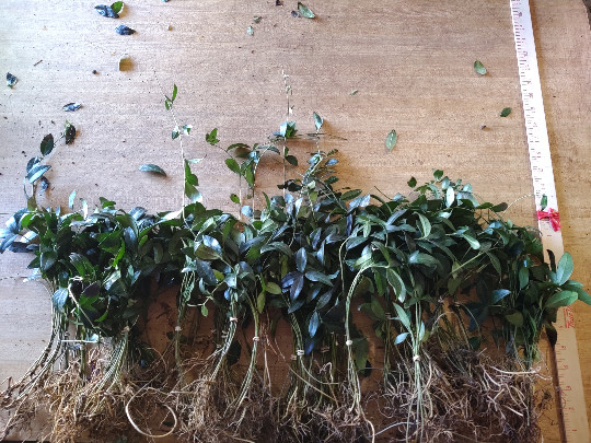 Pachysandra Terminalis ‘Green Sheen’ – 100 Bare Root Plants