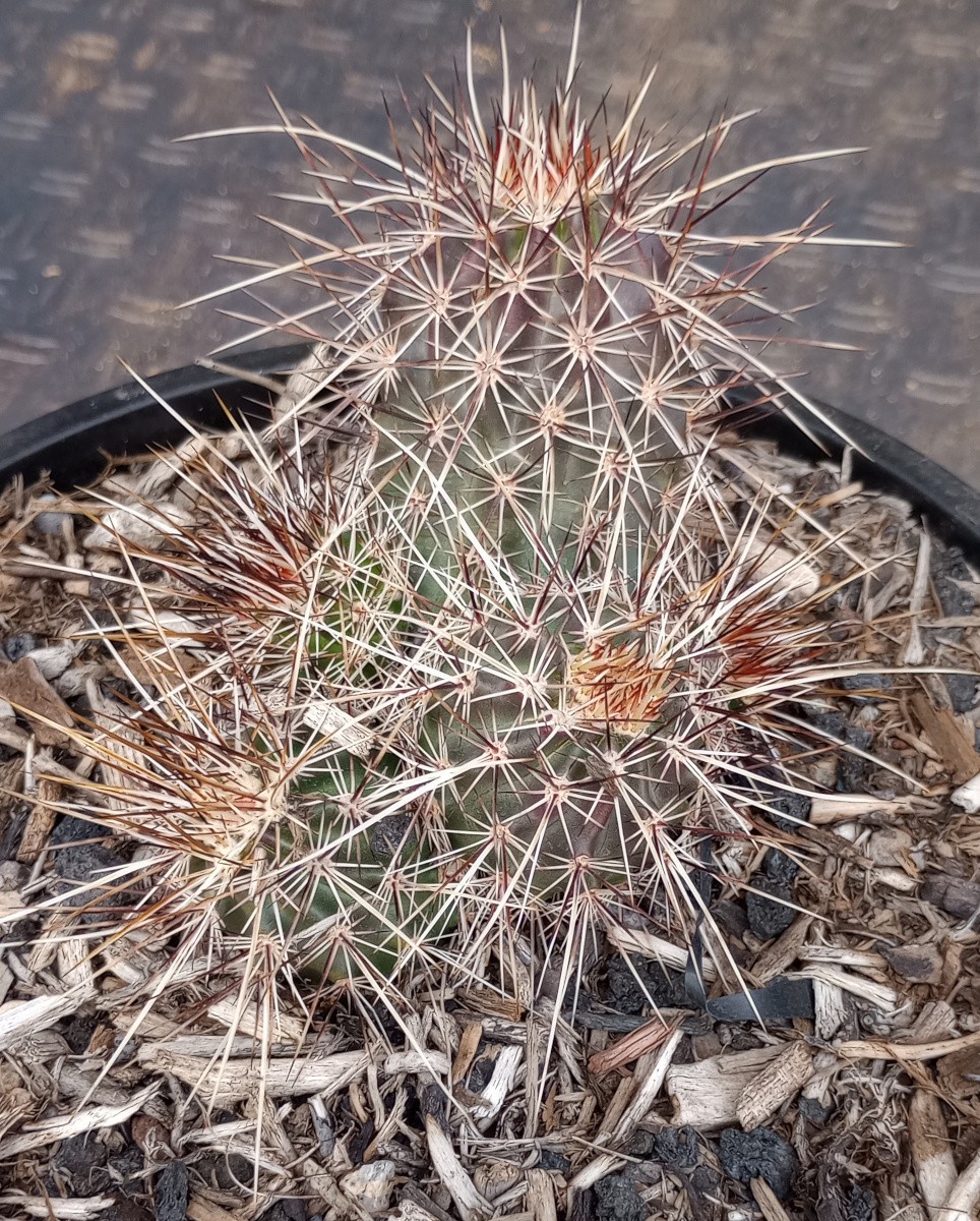 Echinocereus engelmannii Hedgehog Clumping Brown Stems Magenta Flowers Full Sun