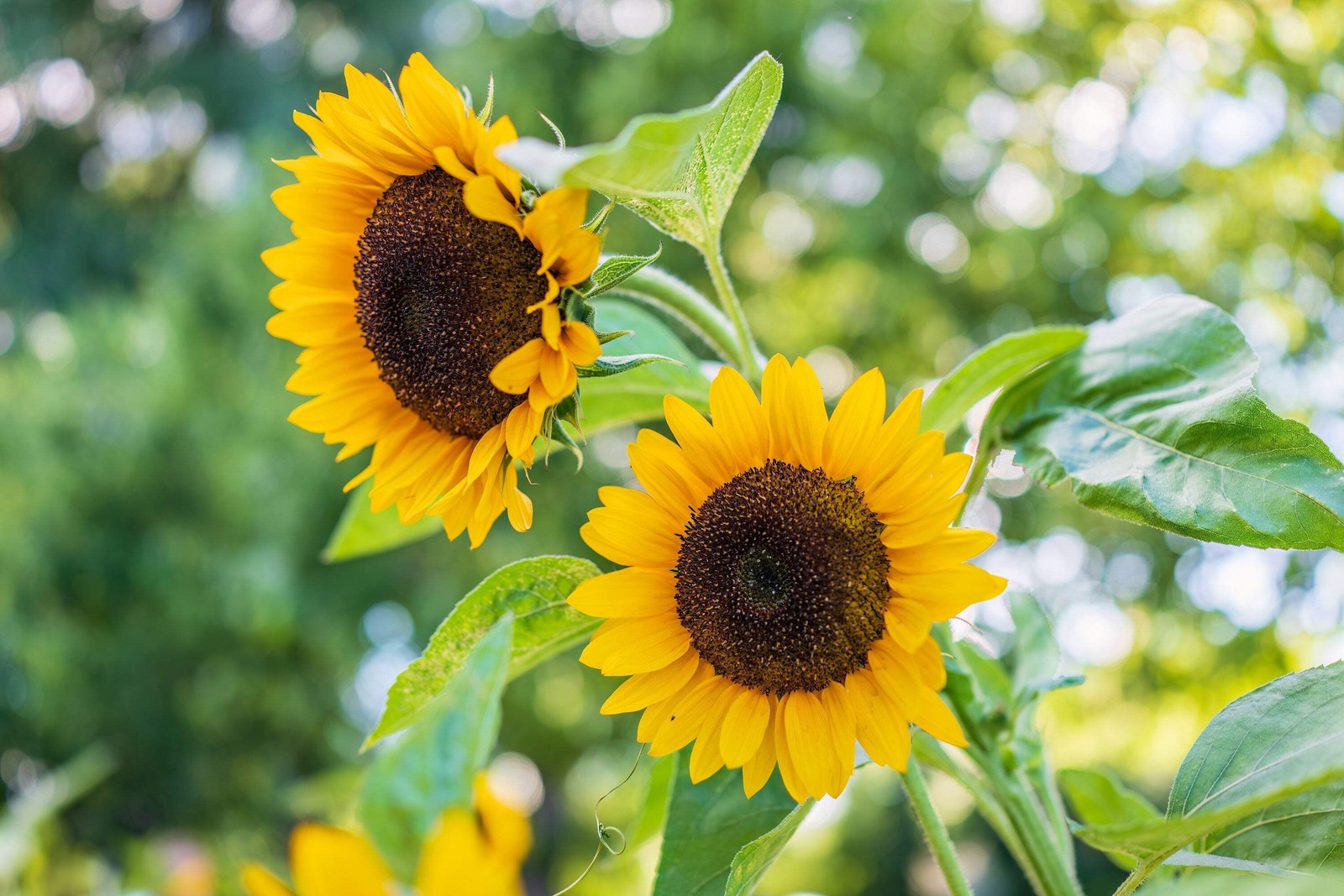 25 EBONY & GOLD SUNFLOWER Helianthus Annuus Flower Seeds