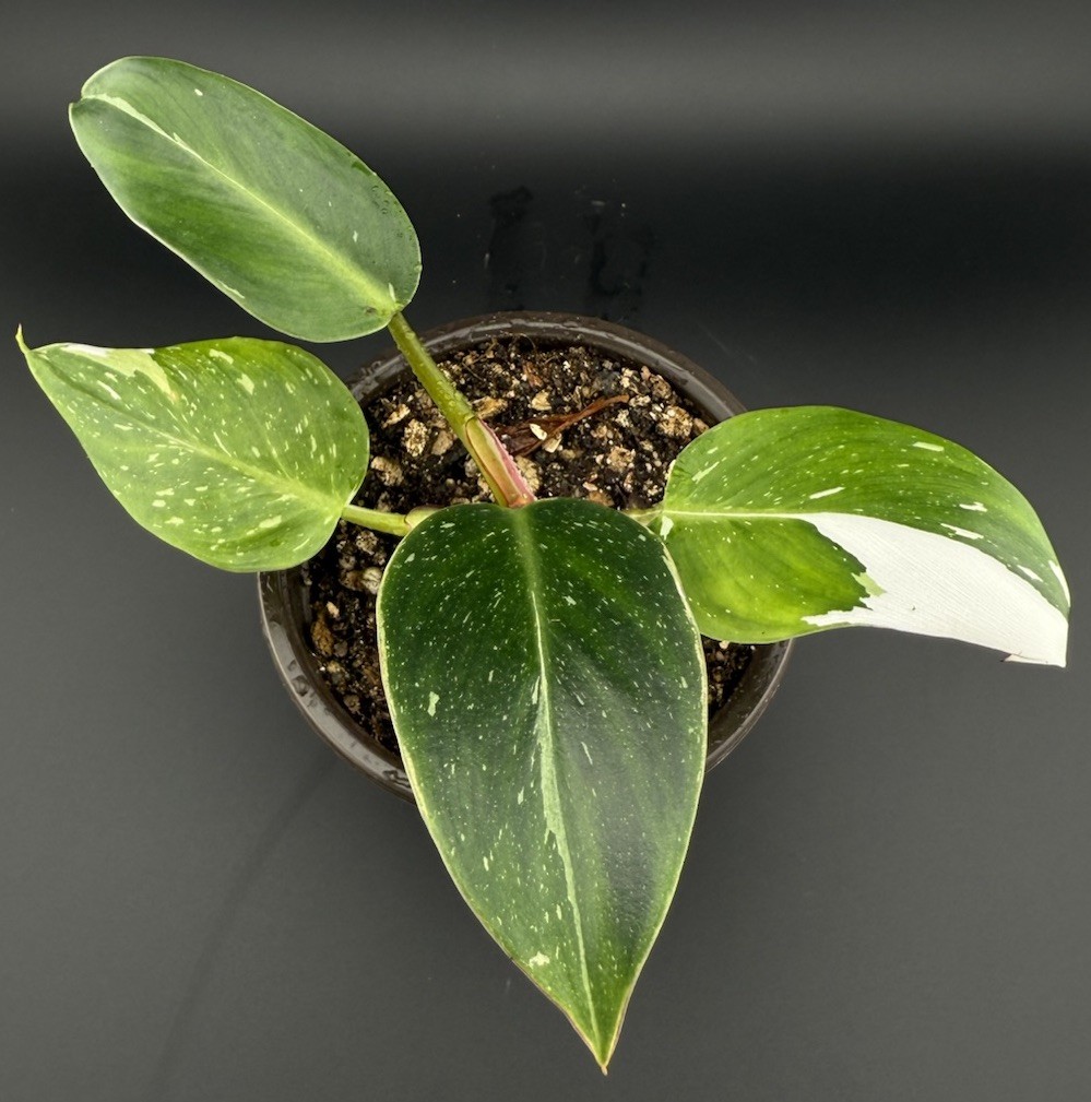 Philodendron White Princess Live Rare Plant With Roots FREE SHIPPING