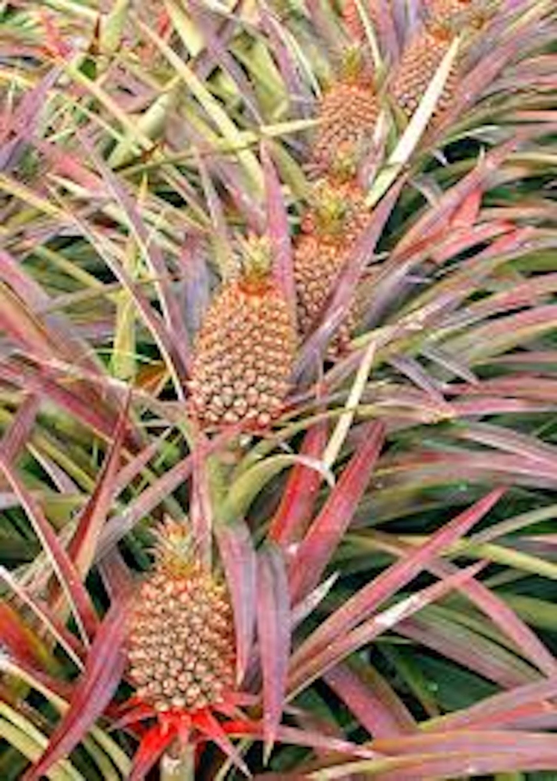 1 Florida Special Pineapple Plant Ananas Comosus Live Starter Fruit Plant