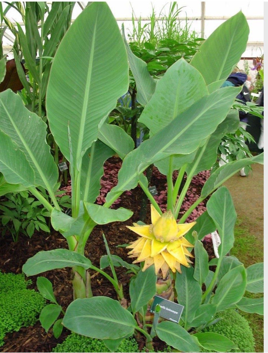 Chinese Dwarf Yellow Banana / Golden Lotus Musella Lasiocarpa Live Starter Plant