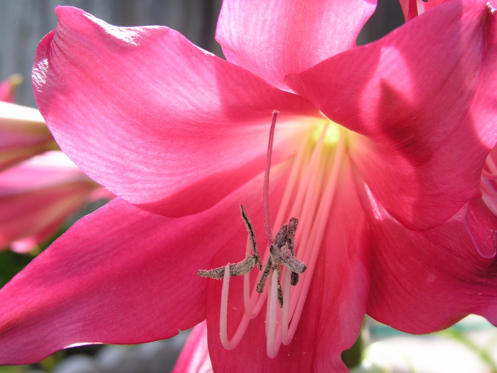 Crinum Lily, Oh, This is Outrageous, jumbo, blooming-size bulb, NEW, RARE