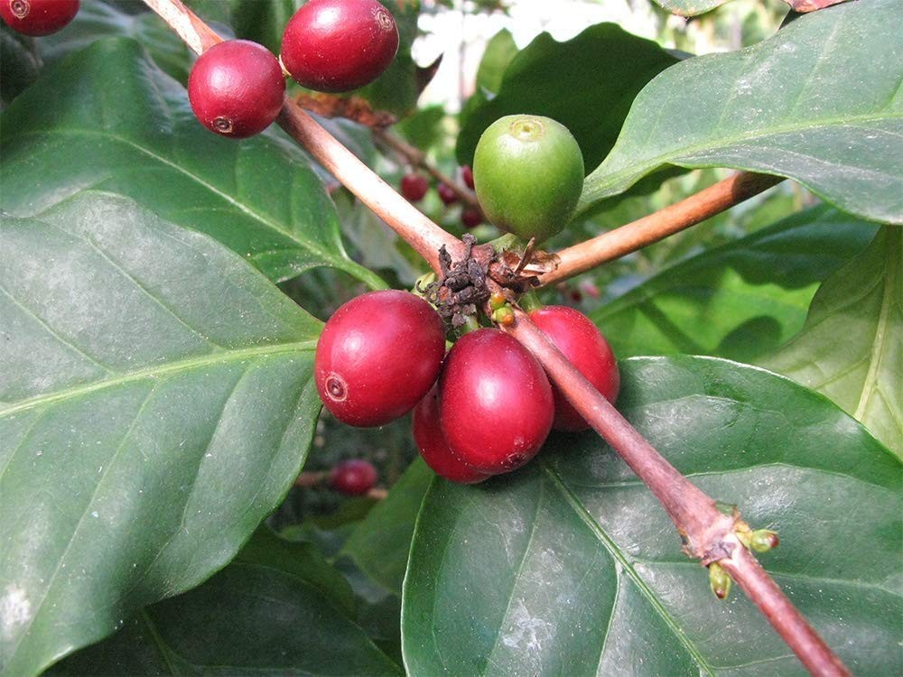 American Plant Exchange Arabica Coffee Live Plant, 6″ Pot, Flowering Indoor