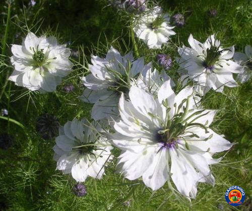 2000 Love In a Mist Flower Seeds Mix Miss Jekyll Nigella