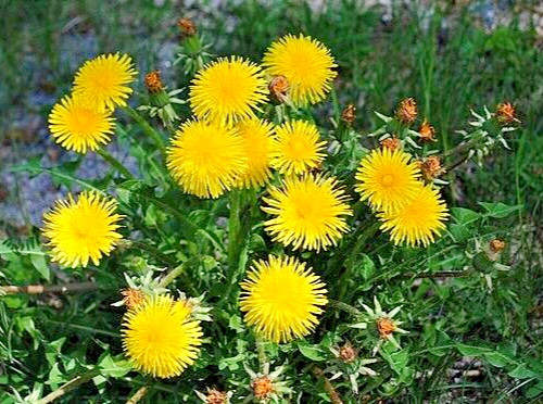 Dandelion 1000 seeds, herb, Taraxacum officinale, yellow daisy, EZ to grow.