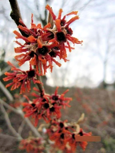 10 LANSING WITCH HAZEL SEEDS – Hamamelis vernalis ‘Lansing’