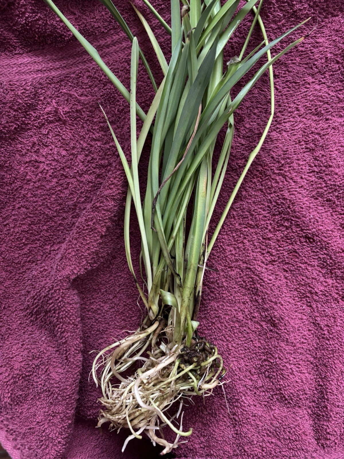 FULLY ROOTED Spider Plant Cutting: Easy-Grow, ready to repot